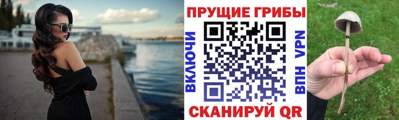 Купить где  Горняк  Псилоцибиновые грибы Magic Shrooms 